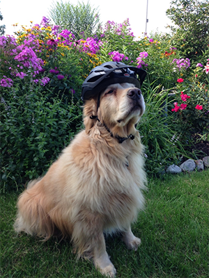 Comet wearing a bike helmet