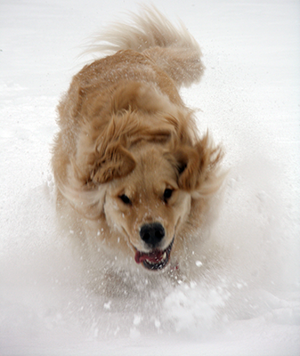 Comet running in snow